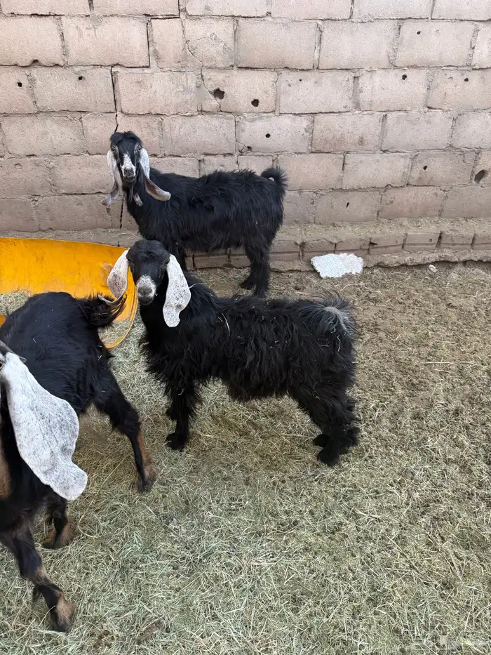 معزاء وتيوس للبيع 0