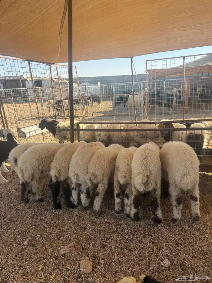 بهم تربيه نعيم عدد 22 4