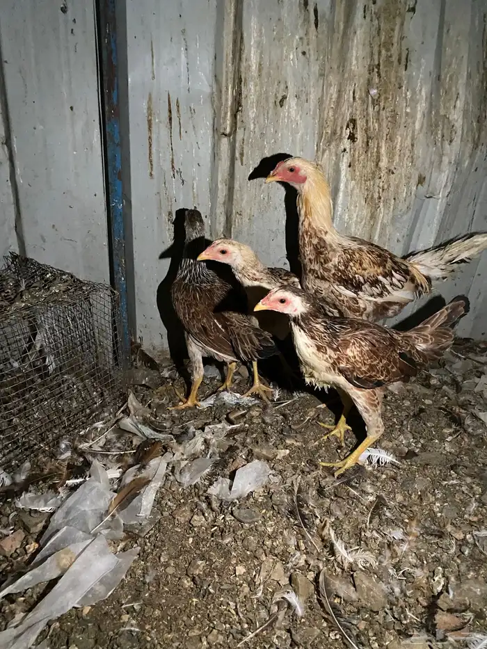 تم البيع الله يبارك 14