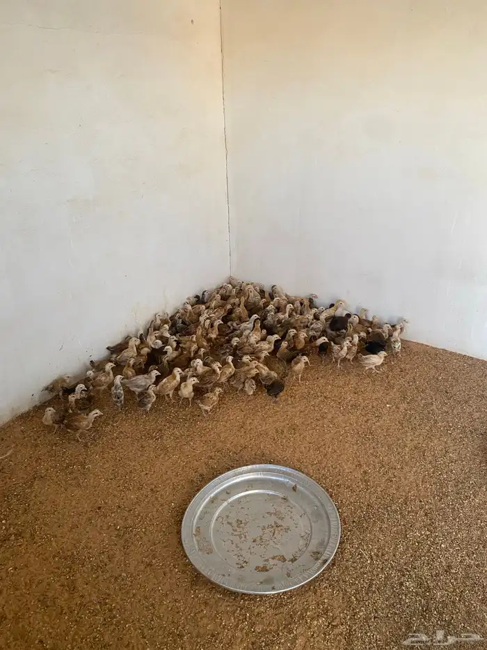 صيصان دجاج للبيع 1