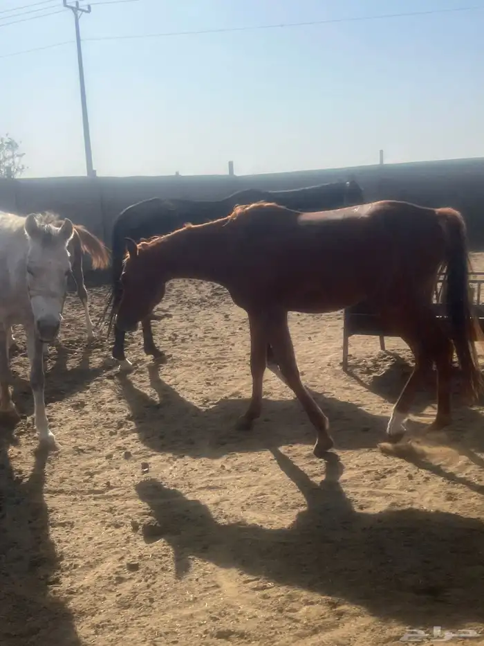 خيول فرس مهر مهره 5