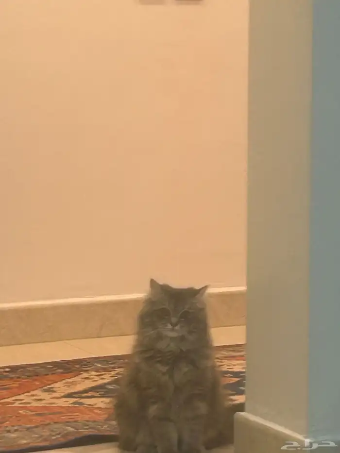 قط هملايا للتبني 2