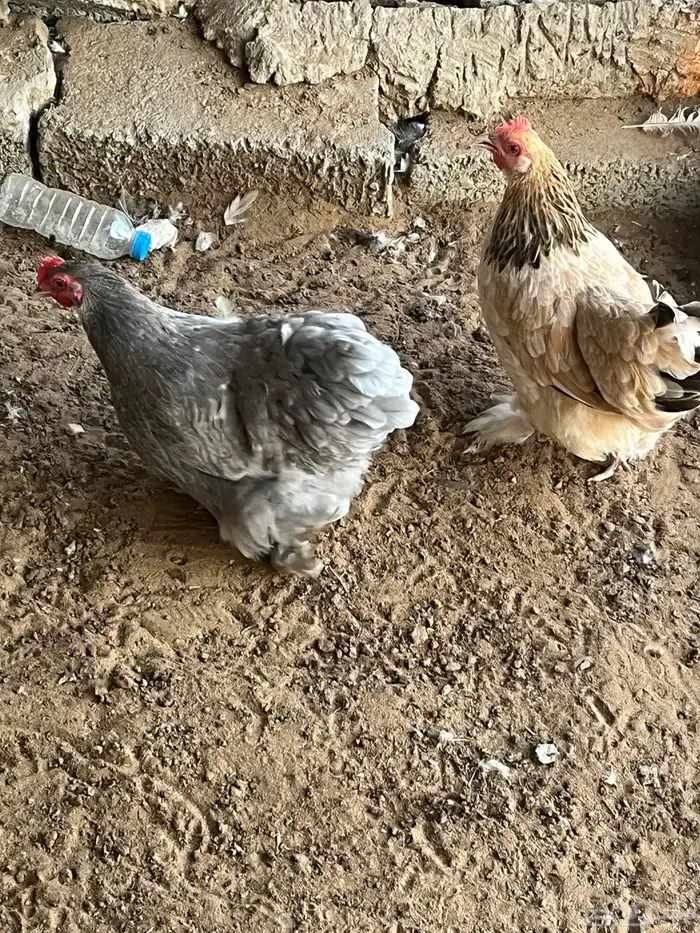 دجاج كوشن البيع 3