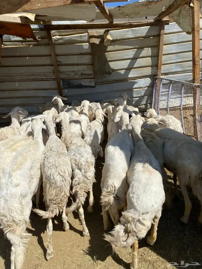 24 شاه غنم مسراح 10