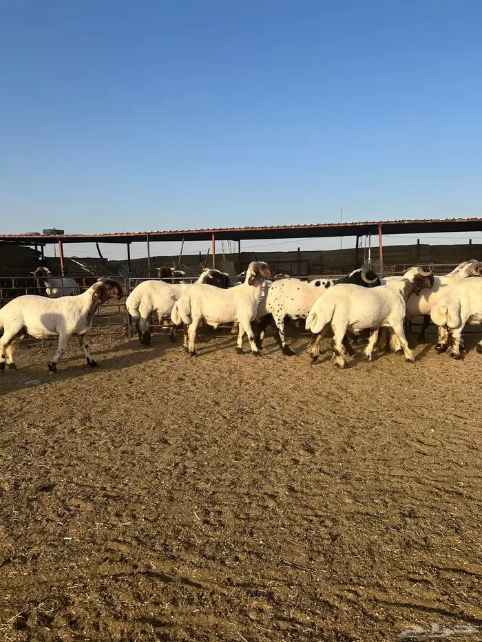 جذعان أنعينم صنف اللبييع 4