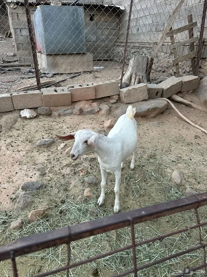 عناق فل شحم او مقنى 3