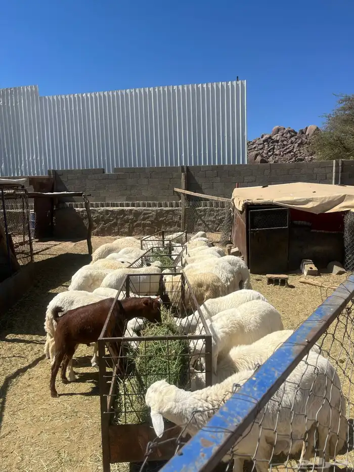 خرفان للبيع 0