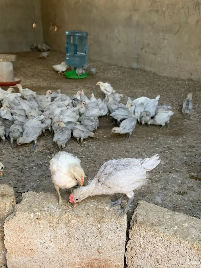 دجاج فيومي 1