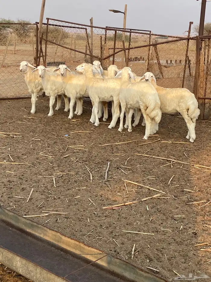 رخال صنف 7