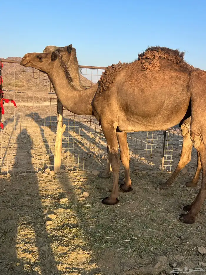 لقحه بكر عبدانيه ب 8800 تم البيع 9