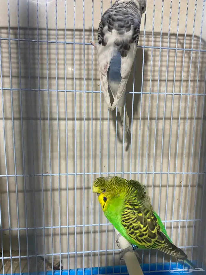 طيور البادجي 0