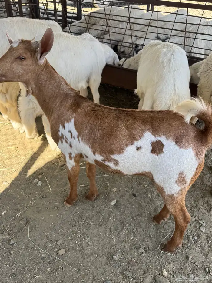 خرفان للبيع 2