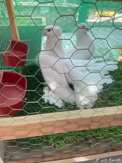 زوج حمام رقاص index