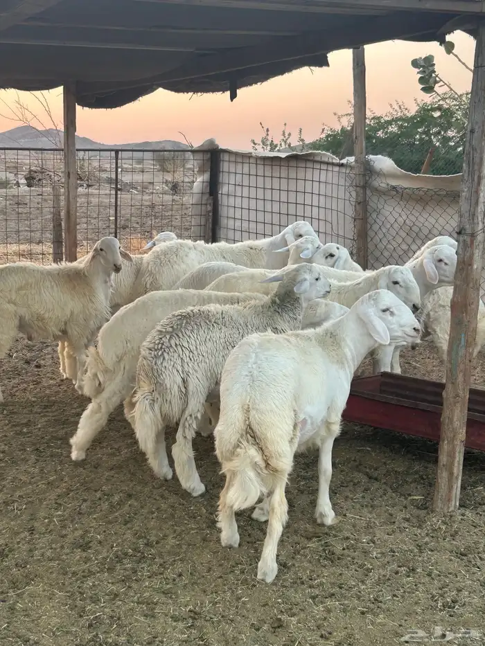 ذبايح حريه طليان و رخال 2
