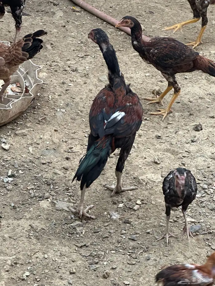 دجاج باكستاني 1