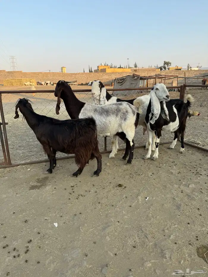 معزا هولنديات دفع للبيع 2