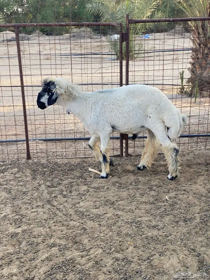 طلي جذع عربي 2