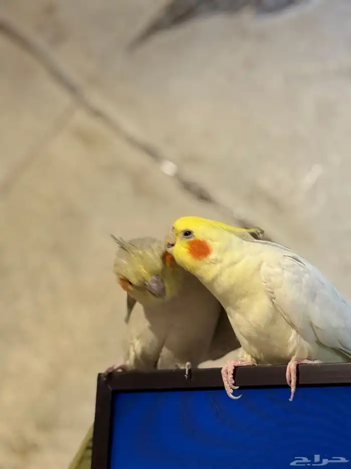 زوج كروان كوكتيل منتج للبيع 2