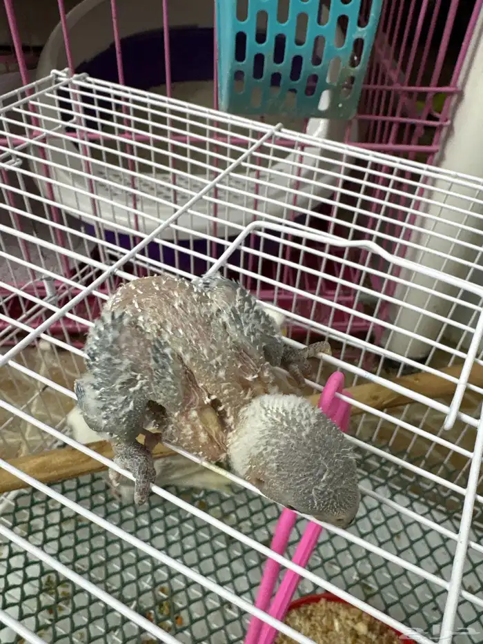 فروخ تحت الغر 4