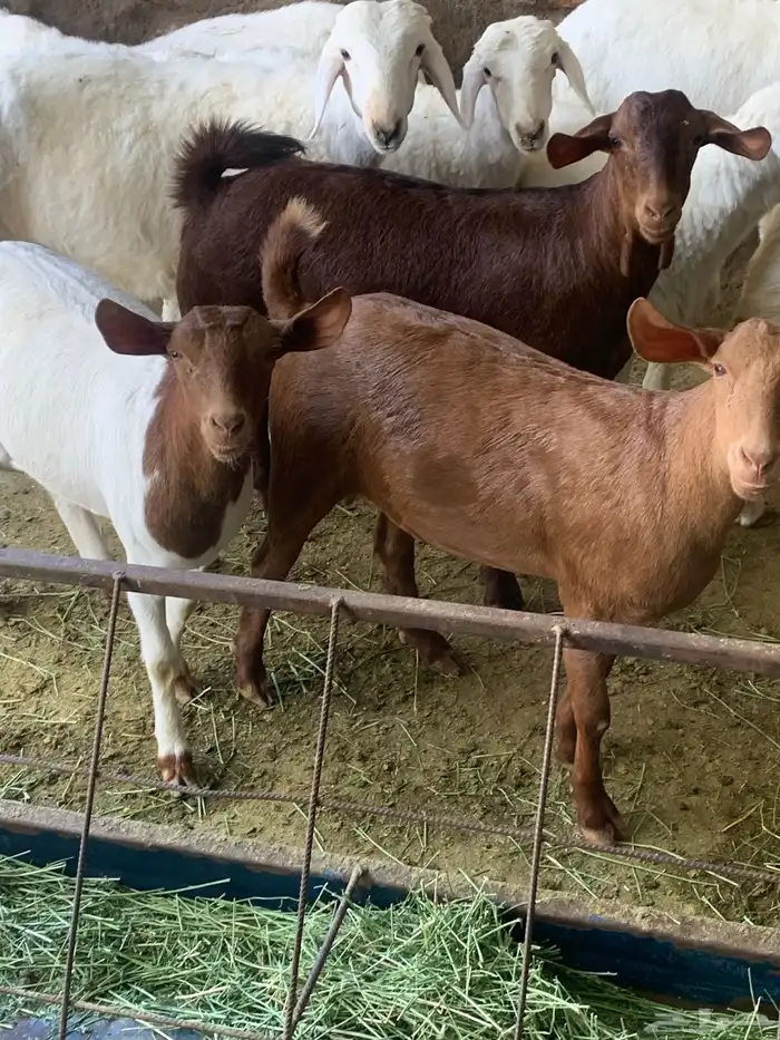 معزا جنوبيه مراح طيبه كلها من الجدعه الى السديدس تحتها تسعه 6