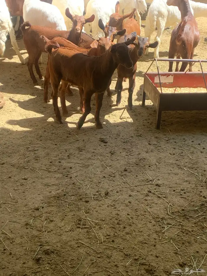 معزا جنوبيه مراح طيبه كلها من الجدعه الى السديدس تحتها تسعه 2