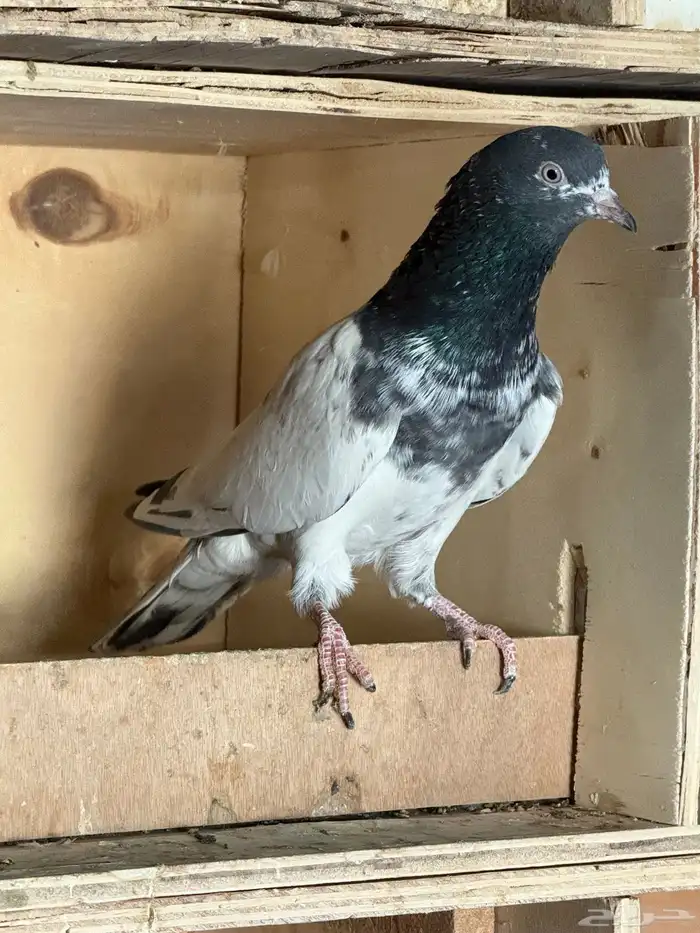 للبيع جوز تيدي طيار توه مكمل 3