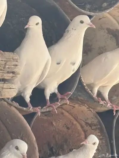 عشه هنديات من نوع الوحشيات حلوات index