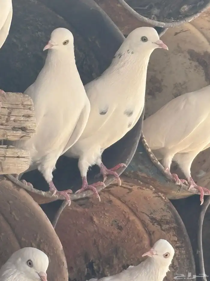 عشه هنديات من نوع الوحشيات حلوات 5