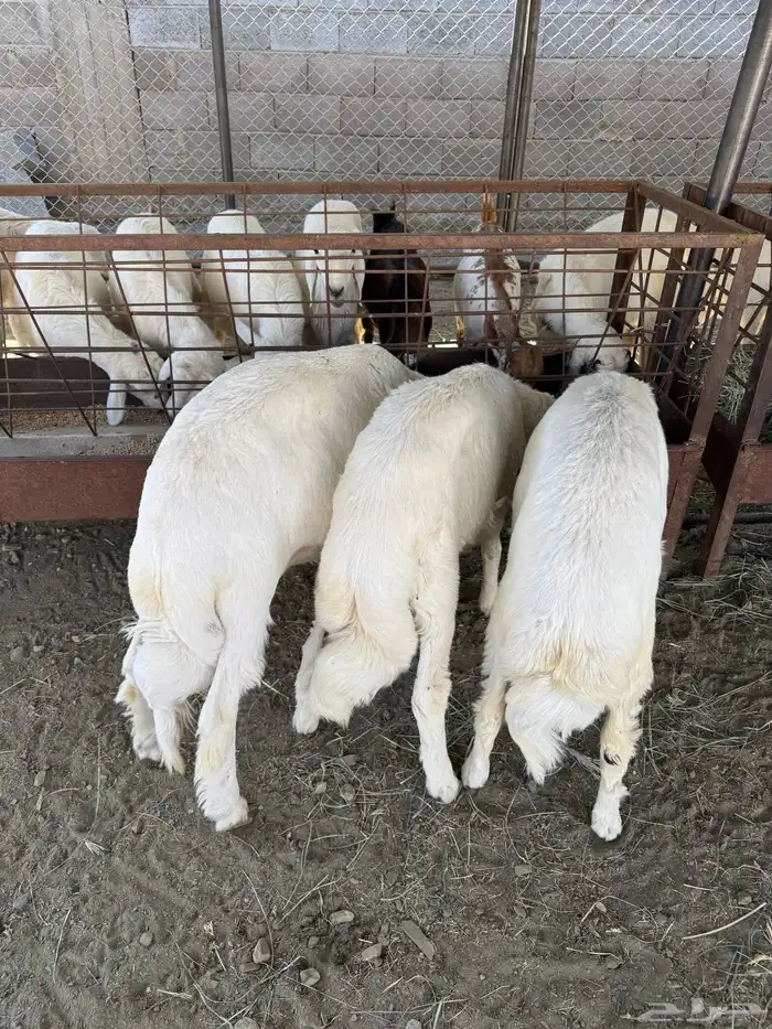 خرفان للبيع 0