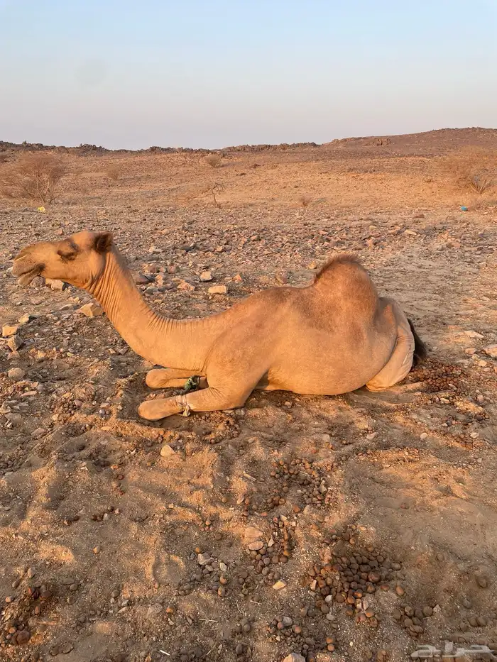 ملاقي للبيع 5