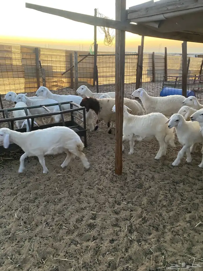 ذبايح بريه هرافي وجذعان 3