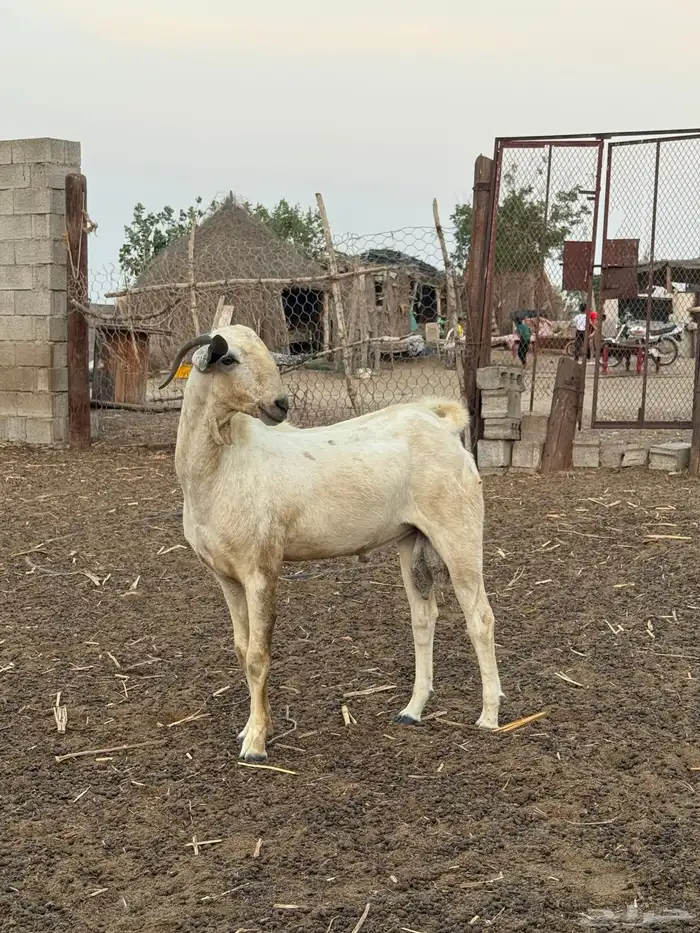 فحل بيشي اعفر 0