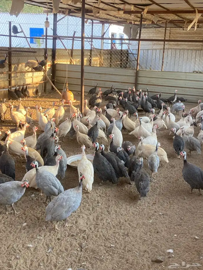 للبيع دجاج حبشي بياض 3