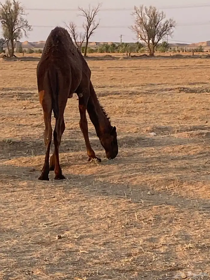 حاشي بري لباني على حليب أمه 4