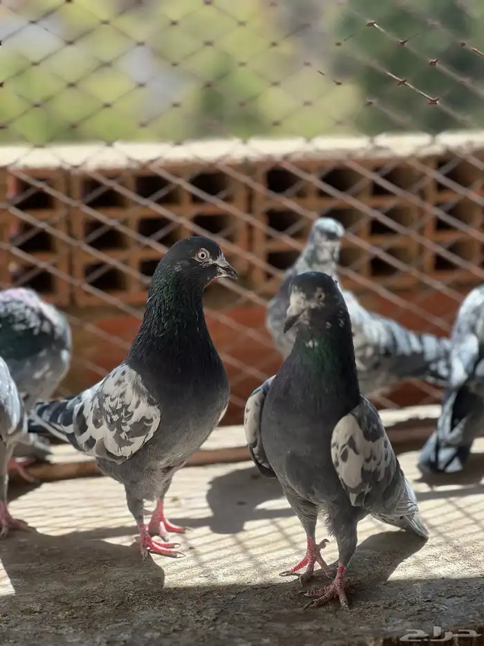 حمام بكستاني شينا(تم البيع ) 0