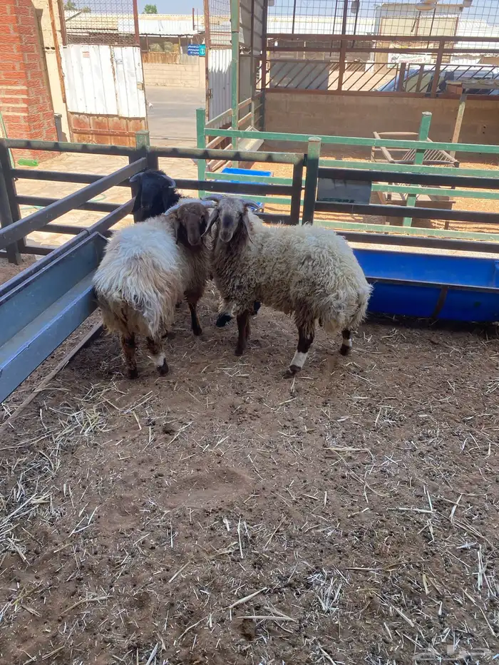 طليان نعيم وتيوس البيع - سوق الجربوع 6