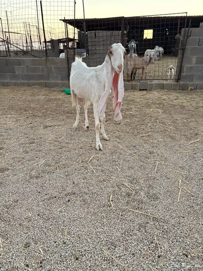 للبيع معزاء هولنديه 2