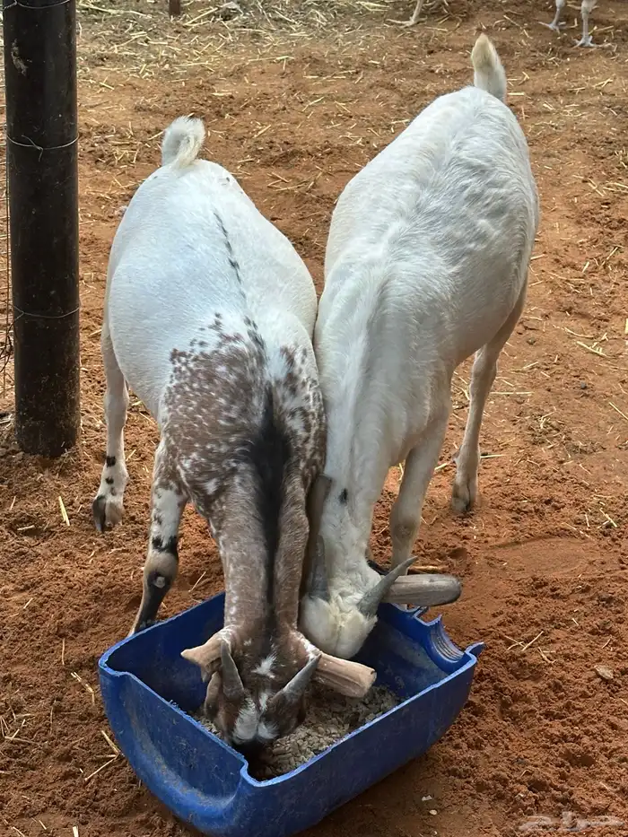 تيوس بيشيه عمر 4 شهور مرابي 64