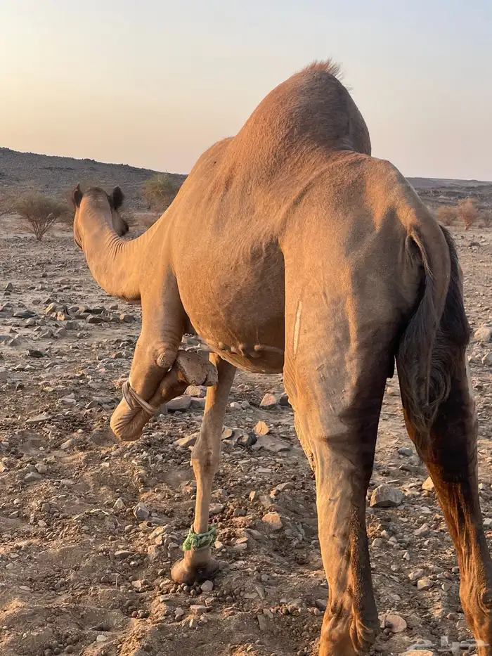 ملاقي للبيع 0