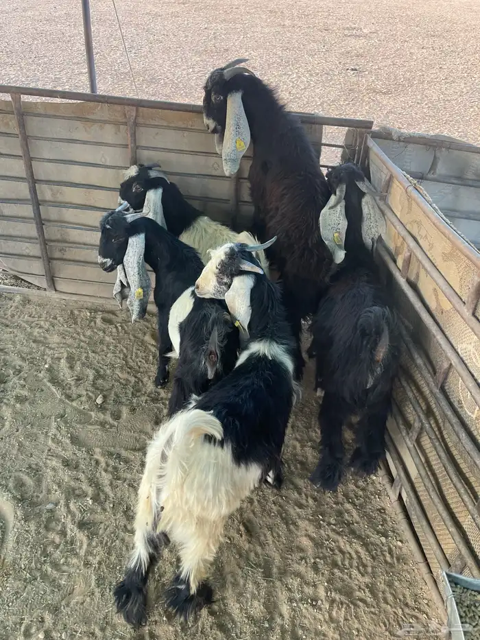 تيوس منادي طيبه 5