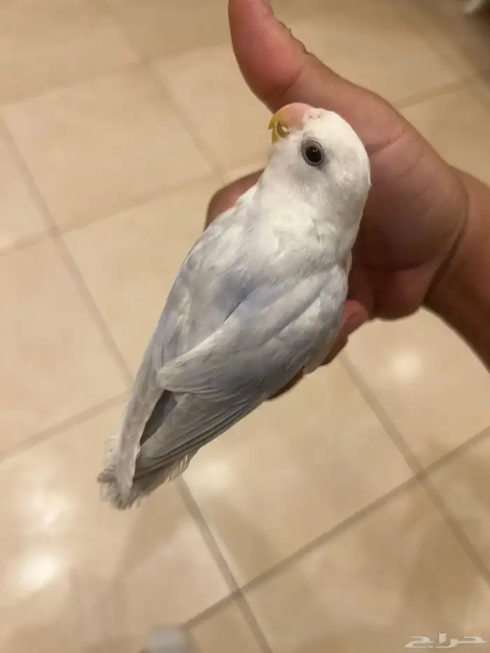 للبيع روز اليف هدد مايعرف العض ابد و يصلح للاطفال 0