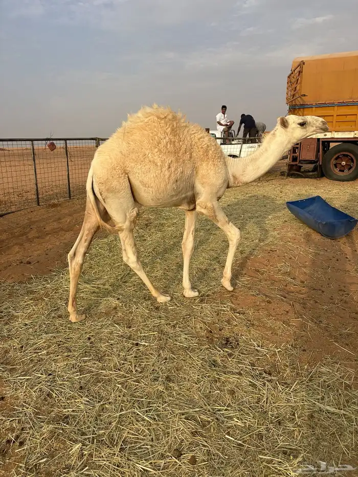 قعود قصب علي الحليب دوبي شملت امه قعود عنه عمره 7 شهور مقفل 2