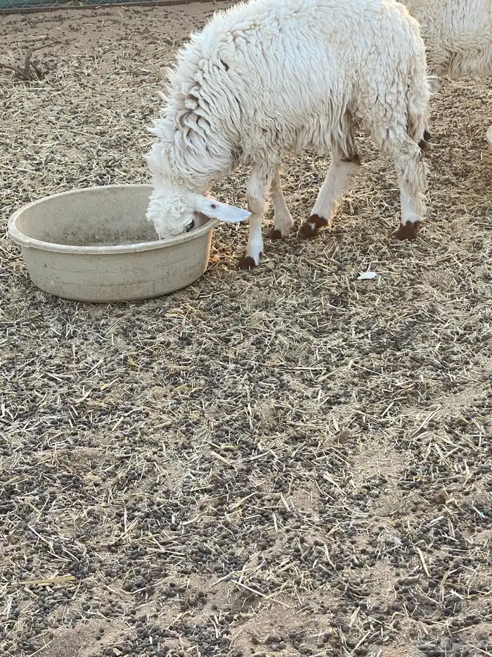 رخل حريه جذعه 1