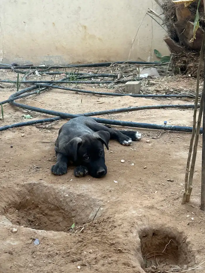 جرو بيتبول 2