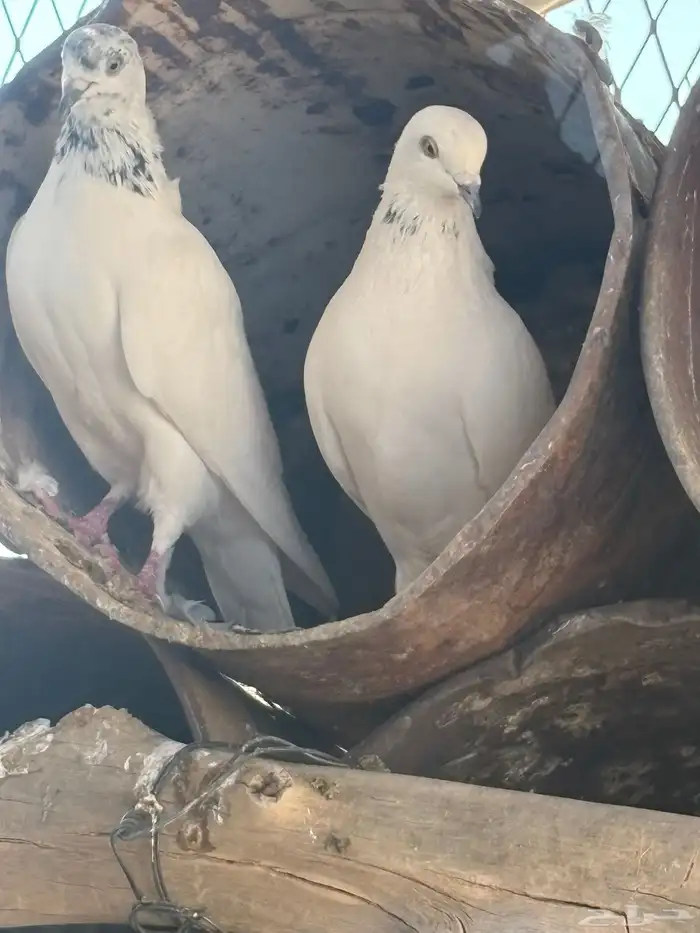 عشه هنديات من نوع الوحشيات حلوات 6