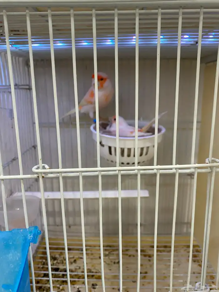 جوز كناري مزاييك منتج 0