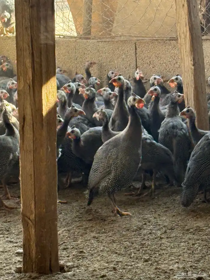 دجاج حبشي بشاير قريب البيض العمر خمس شهور 1