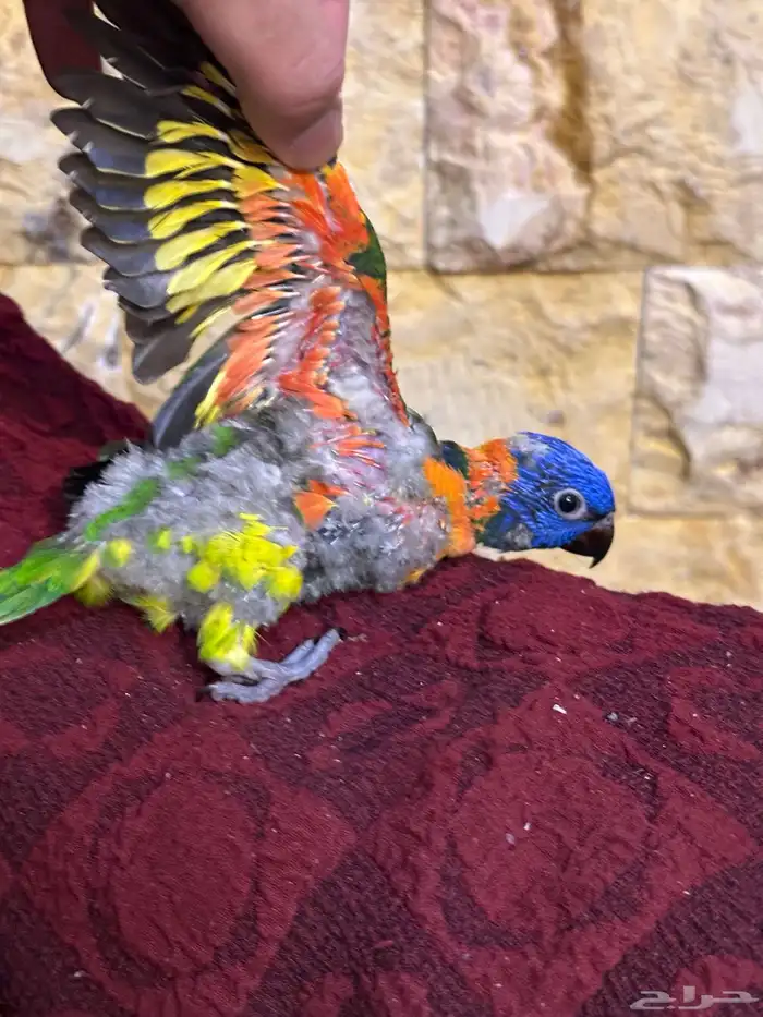 فرخ لوري تم البيع 1