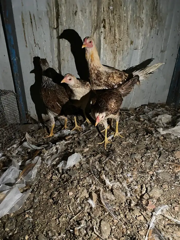 تم البيع الله يبارك 15