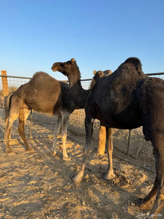 نياق خوات بعض ولايف 0